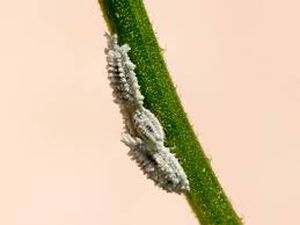 uploads/images/pest/tomato mealybugs.jpg